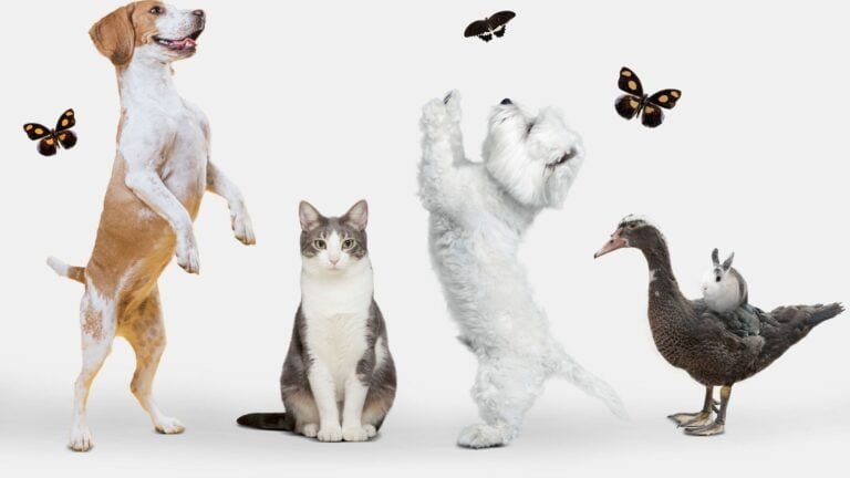 Huisdieren: Ontdek hier 5 adviezen voor jouw stralende huisdier!