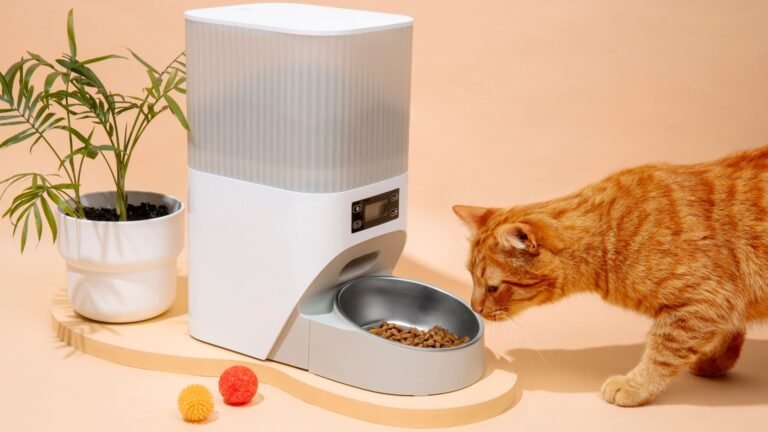 Top 5 kattenvoer en dieet tips die je versteld doen staan.